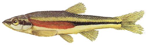 Red Side Dace Picture