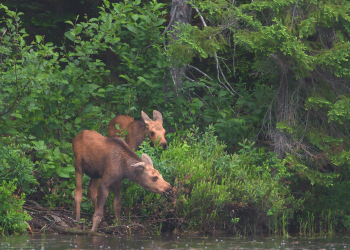Two calf moose stand by the shore of a lake in Algonquin Provincial Park, Ontario. They are surrounded by green foliage, with larger trees in the background. The calf in the foreground is chewing on vegetation. 